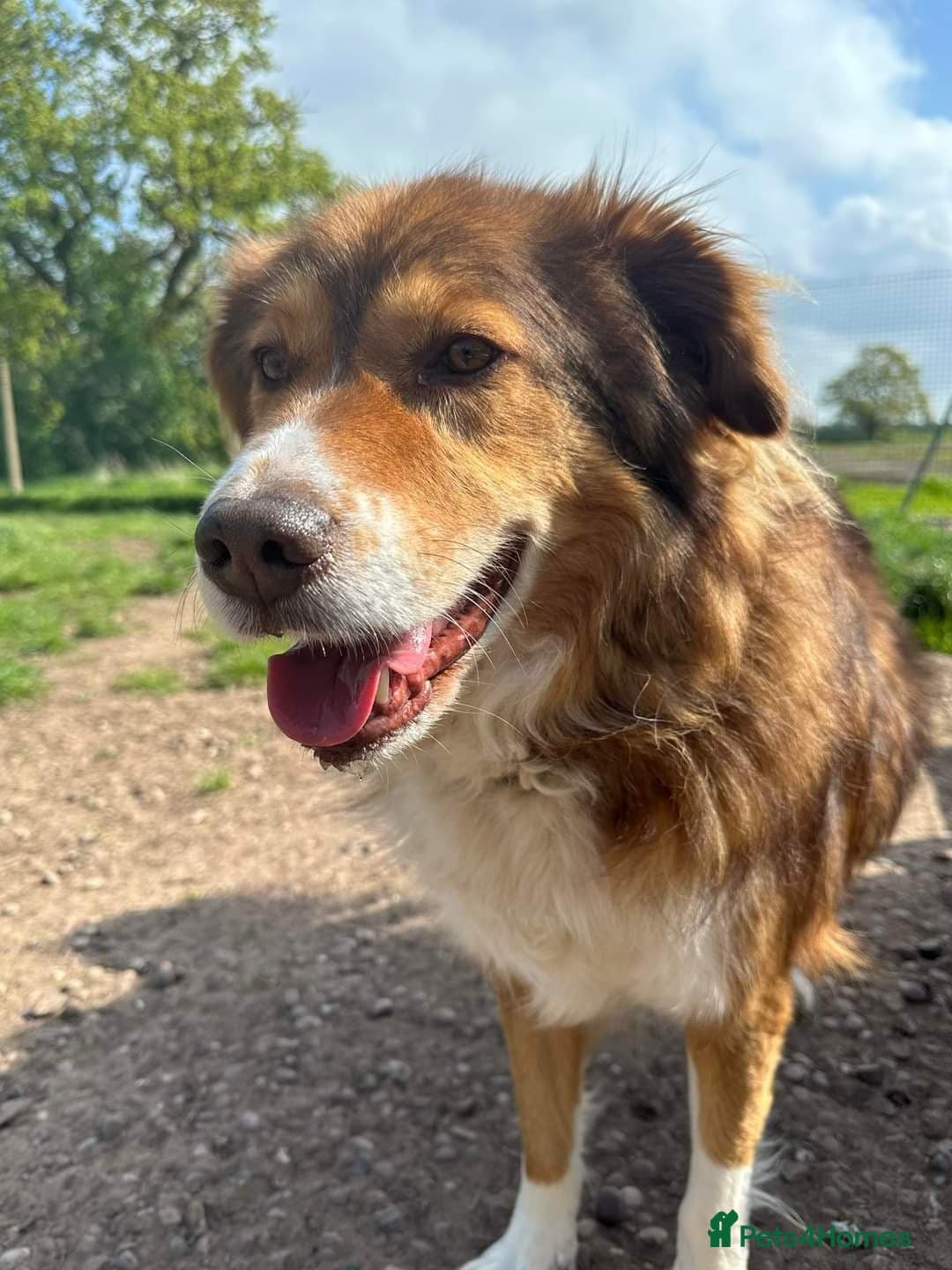 Meet Pongo, currently residing in Cheshire photo 19