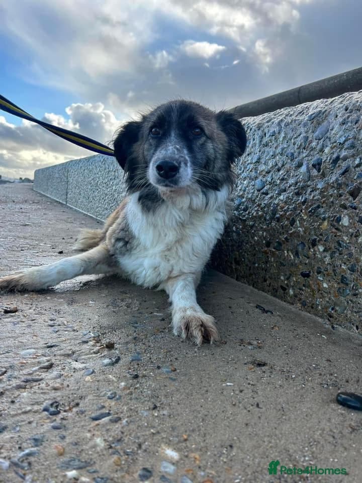 Hilda - Norwich Norfolk photo 32