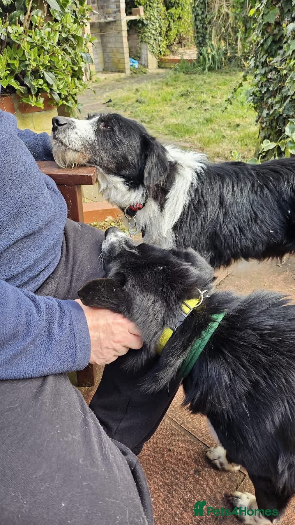 Tommy - long stratton Norfolk photo 4