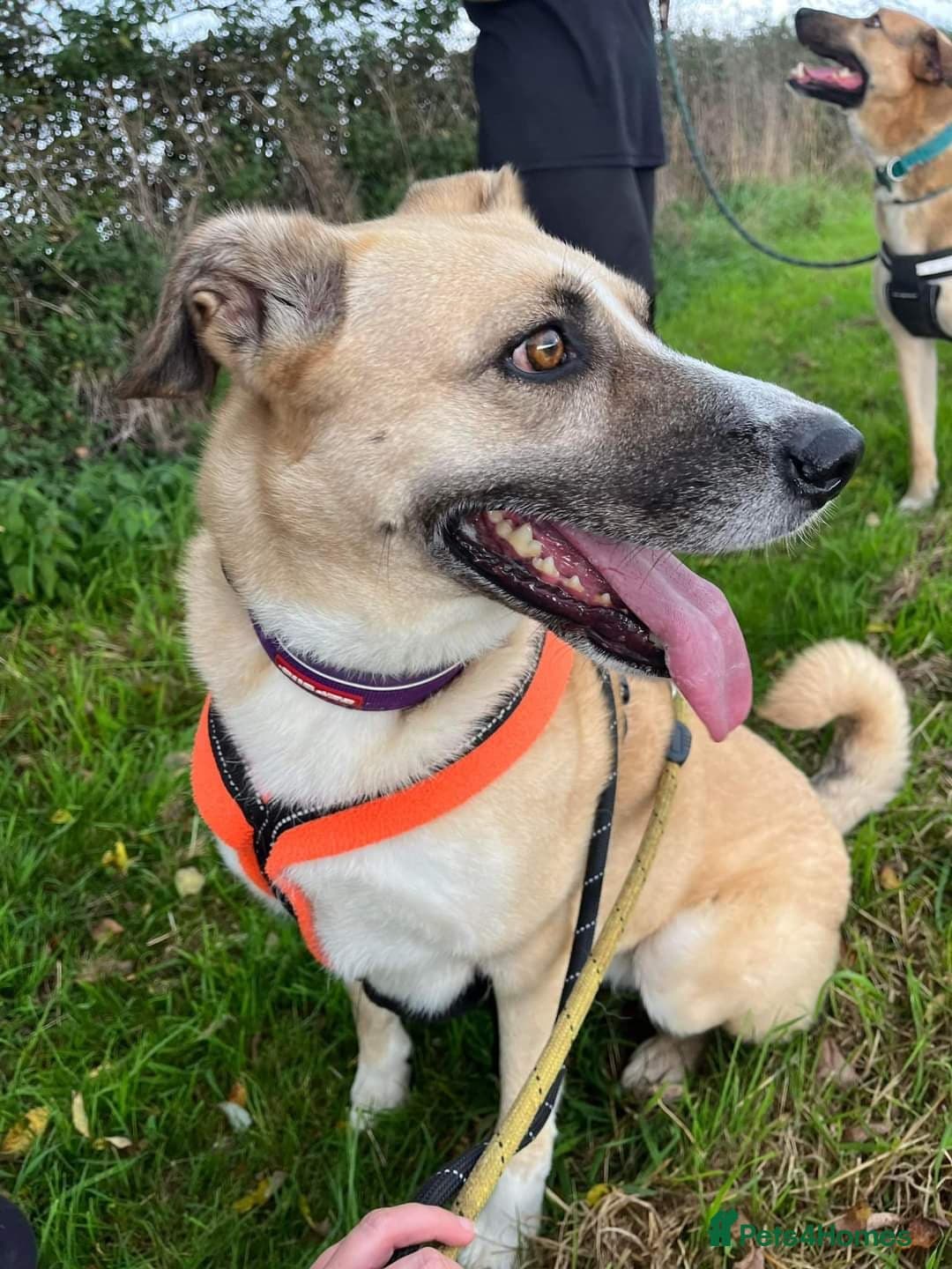 Meet Ruma, currently residing in Cheshire photo 12