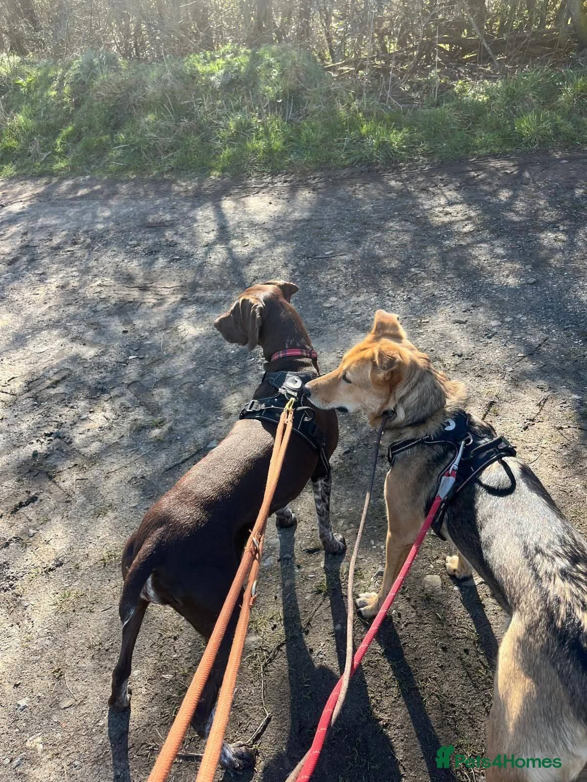 Meet Mabel, currently residing in Lancashire photo 7