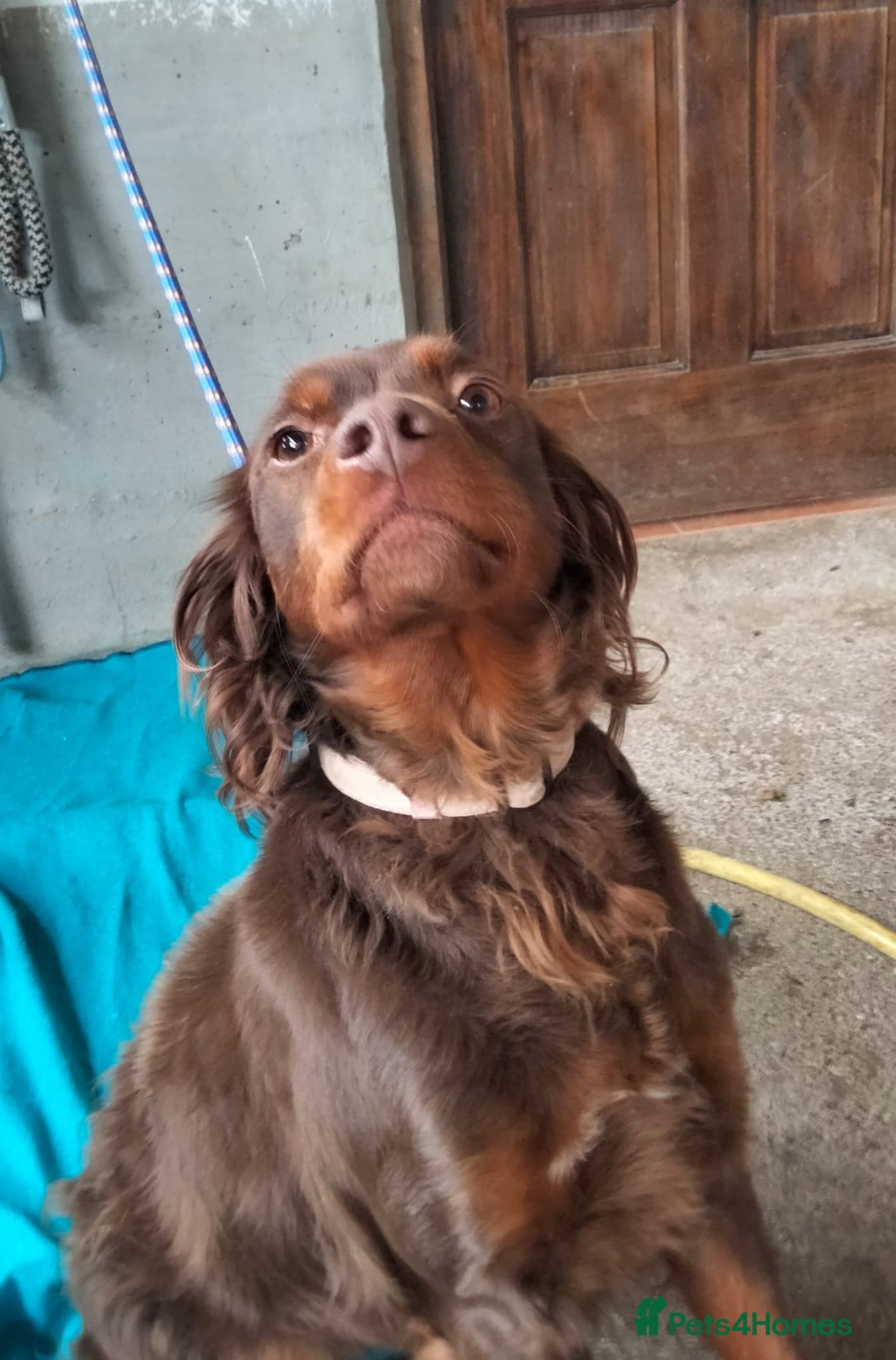 Diana, a lovely young Brittany photo 9