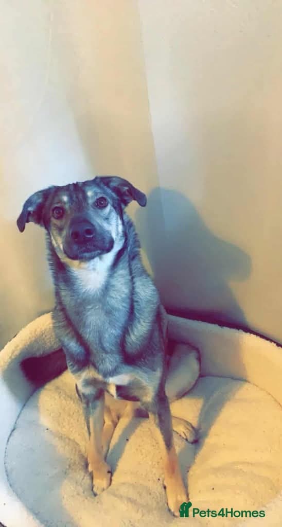 Meet vinnie,, currently residing in Cheshire photo 5