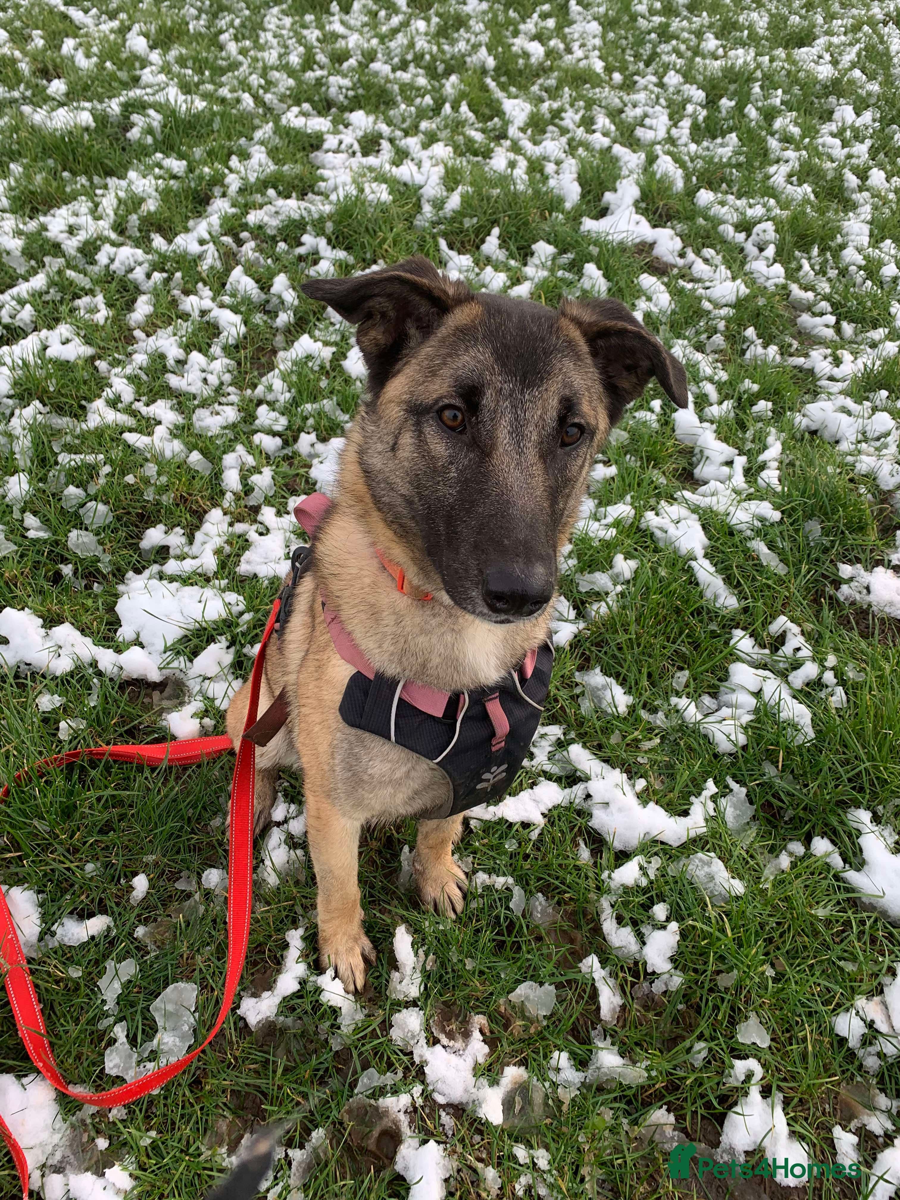 Meet Vera, currently residing in Cheshire photo 4