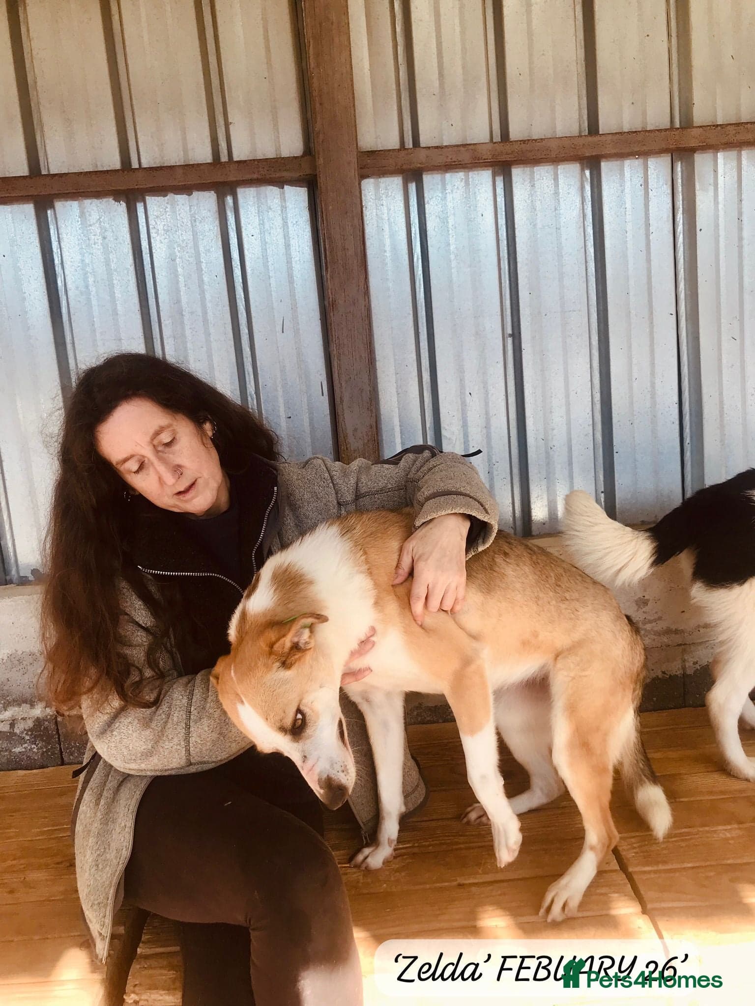 Zelda, 3 yrs old approx. photo 14