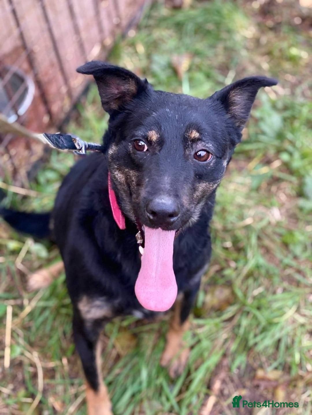 ️🐶 rosie photo 7