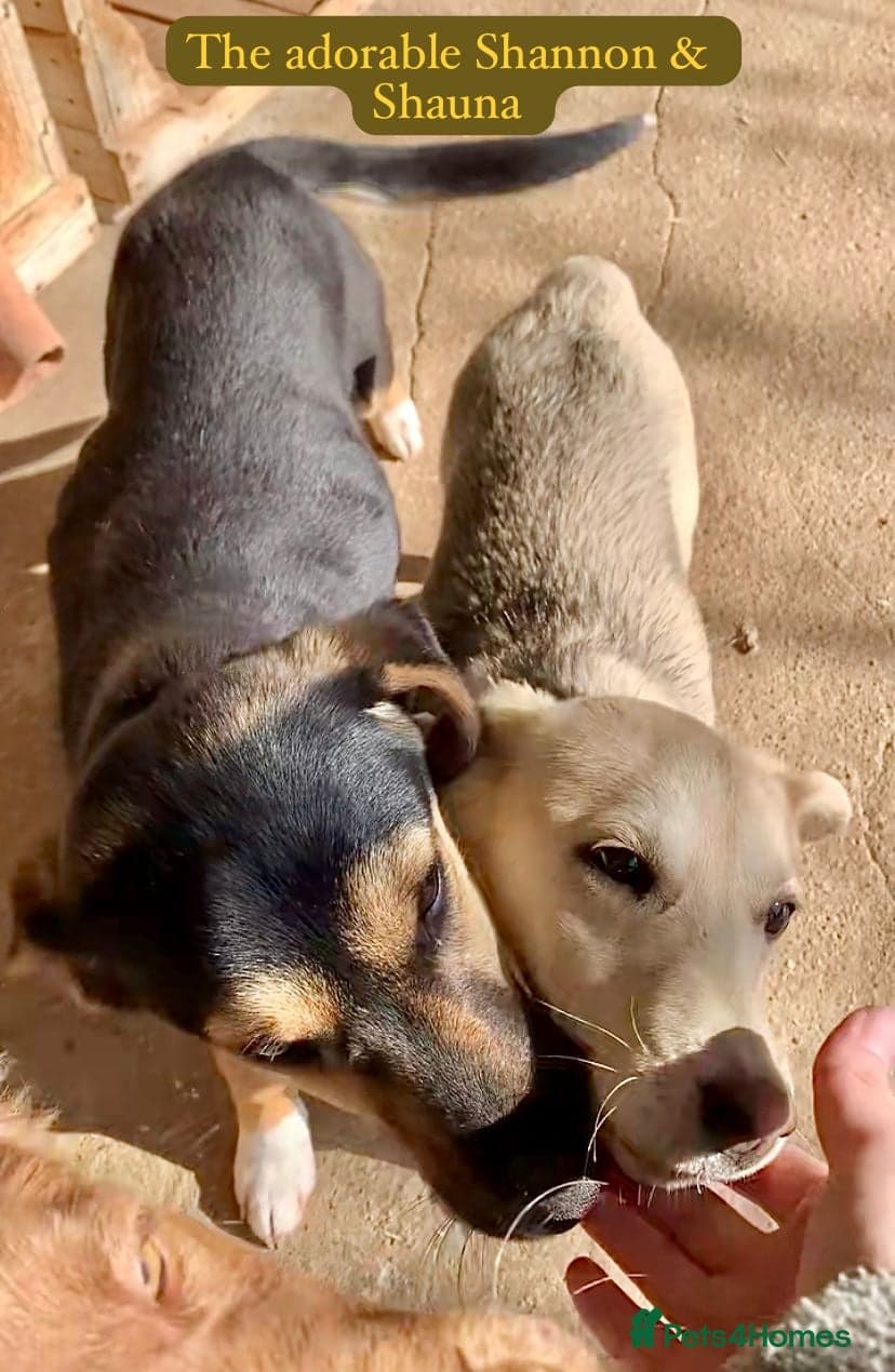 Shauna, 6 months approx. photo 3