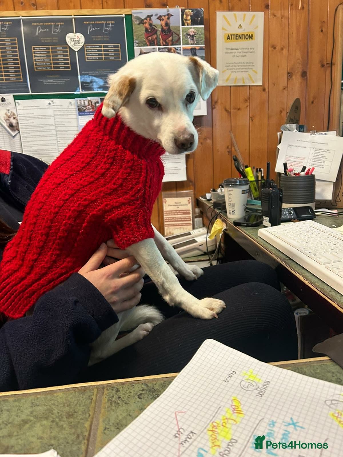 Sweet senior Bobby — Mixed Breed