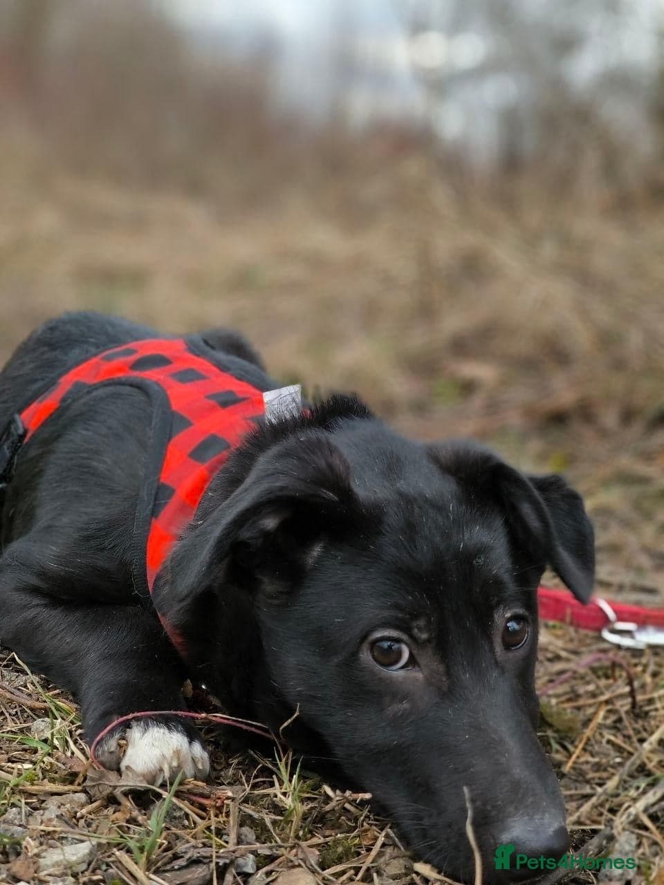 ️🐶 masha photo 9