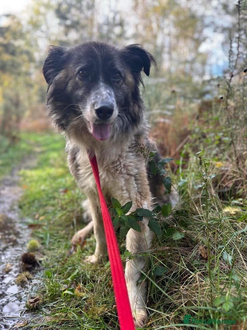 Hilda - Norwich Norfolk photo 38