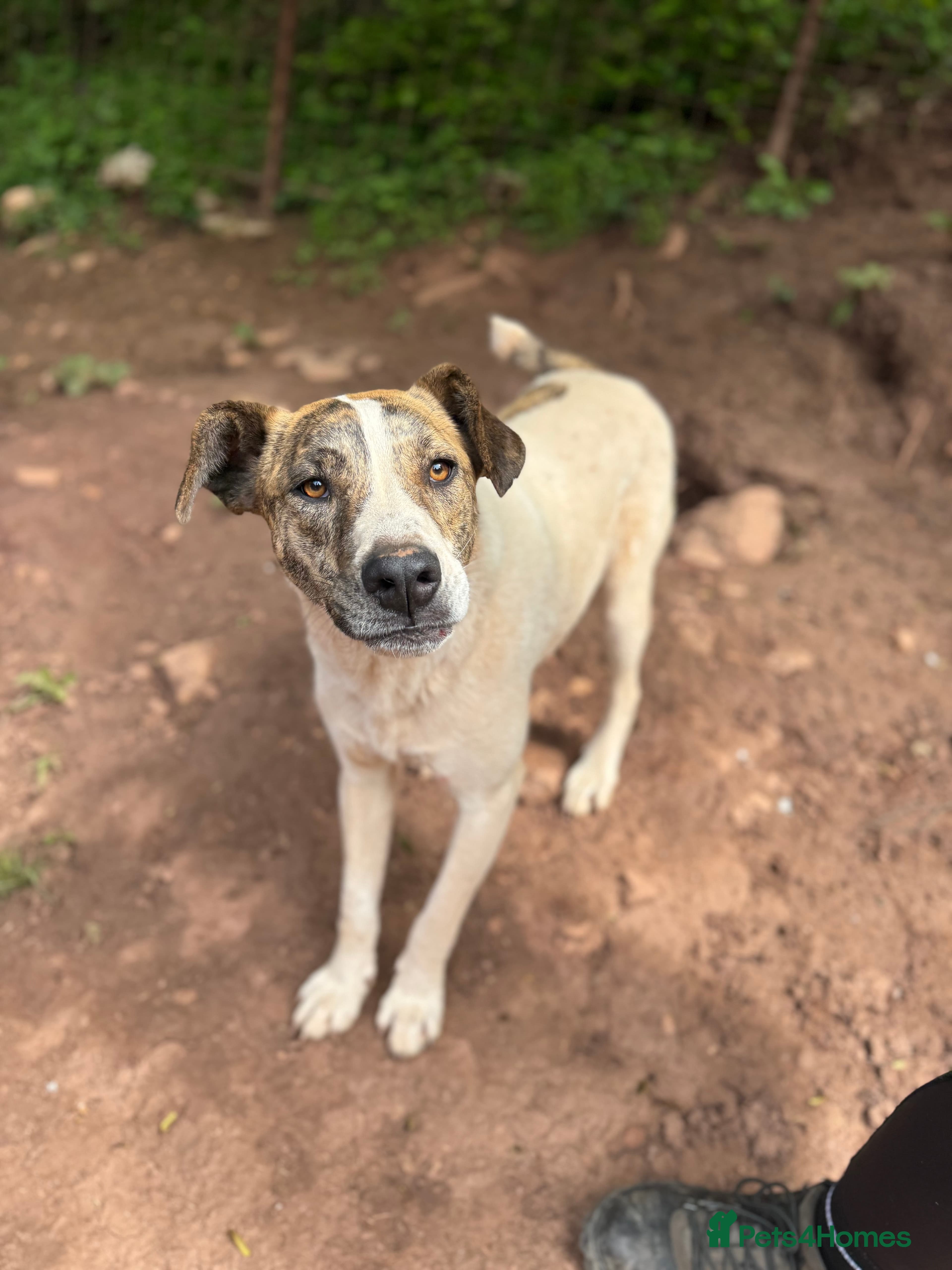 Jasmine 🩷 — Mixed Breed