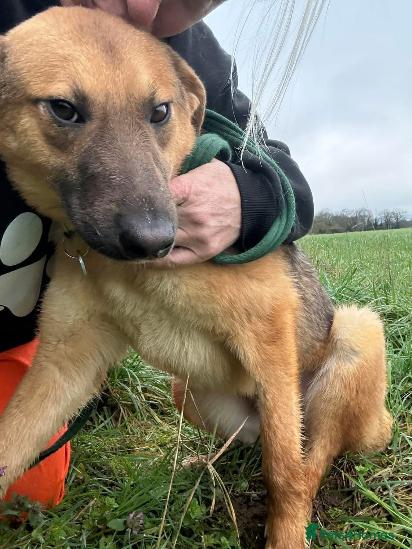 Dylan - Norwich Norfolk photo 9