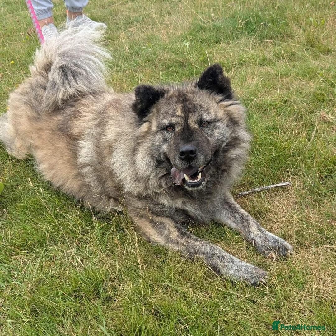 Luna Chow 💜 photo 15