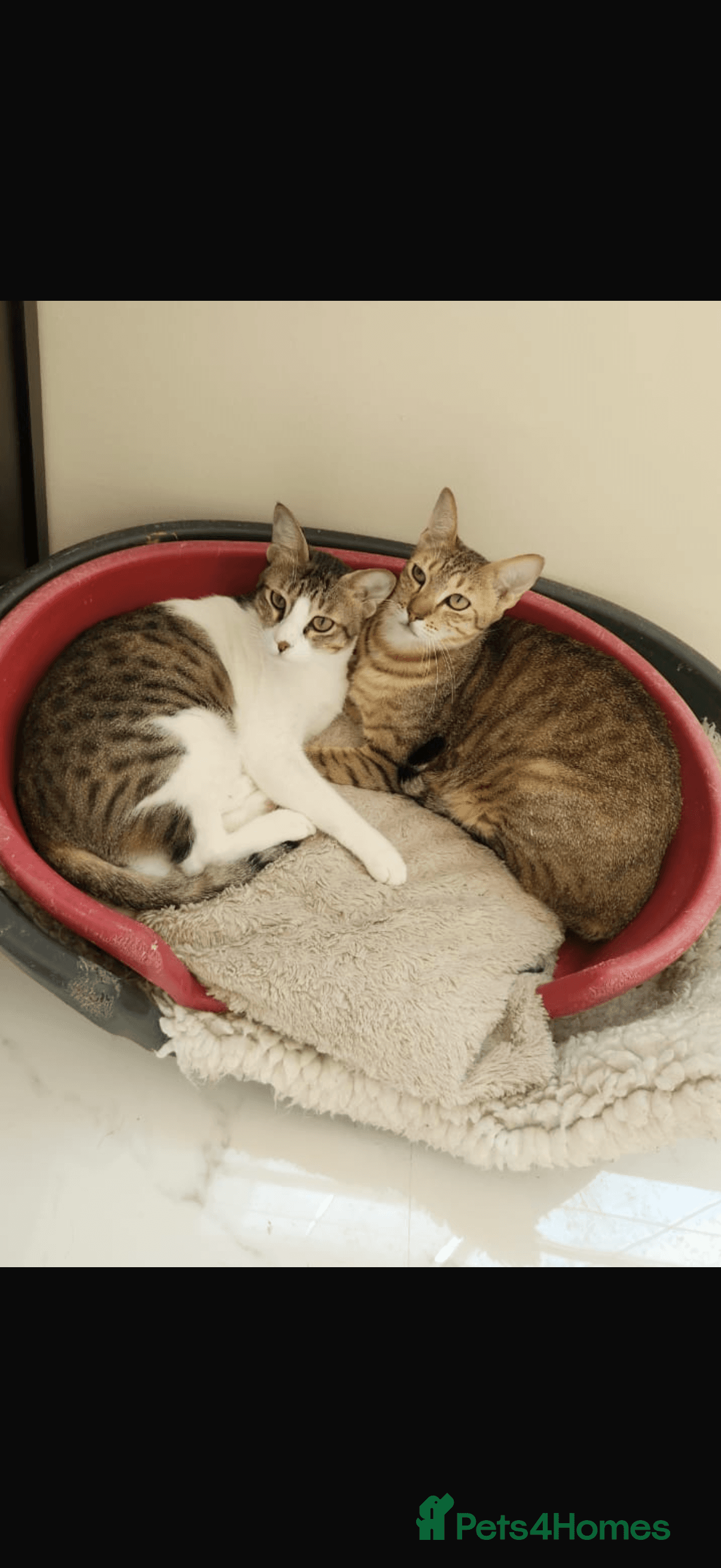 Bubby & Timmy photo 6