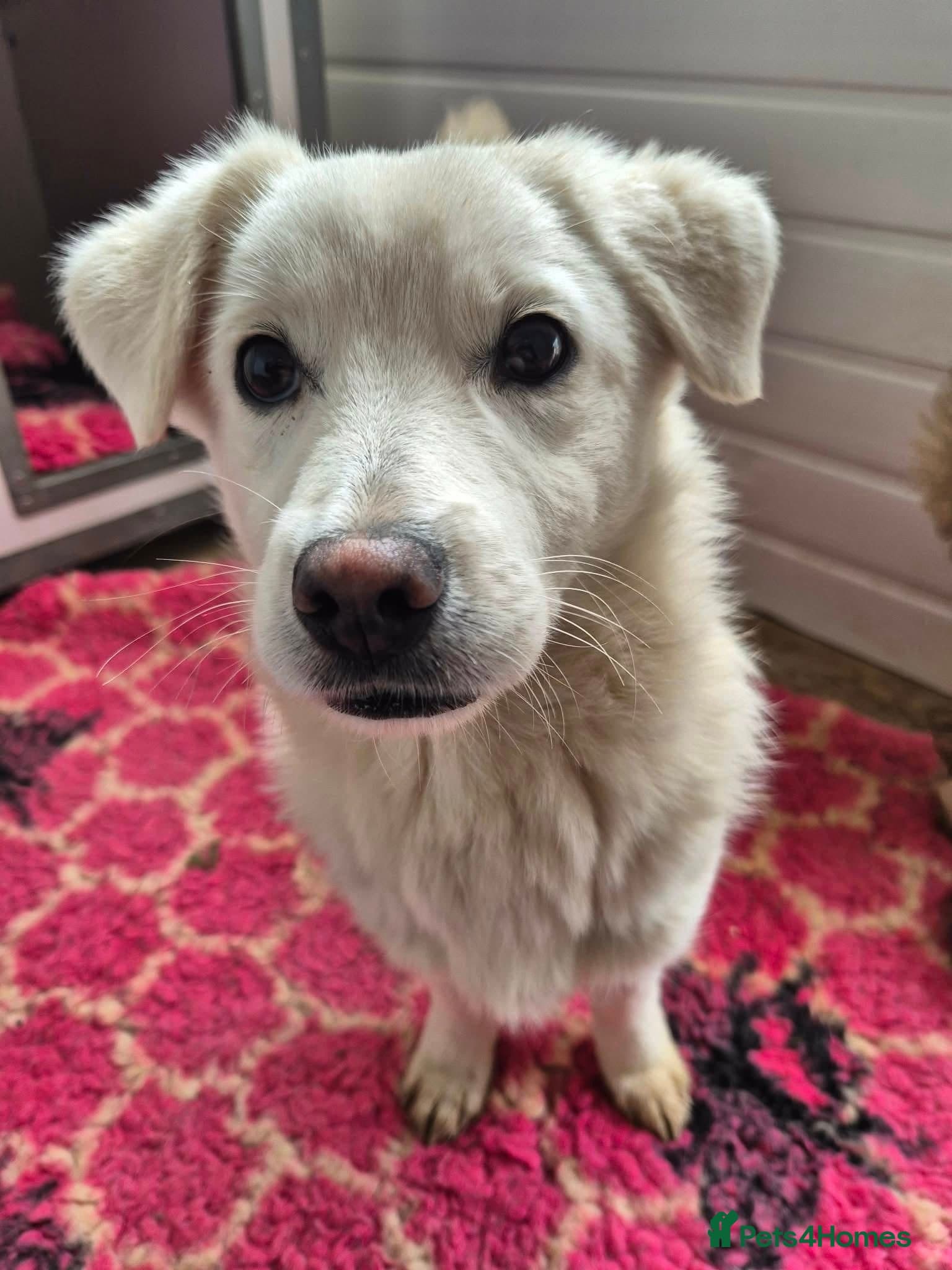 Buddy - In Ayr photo 4