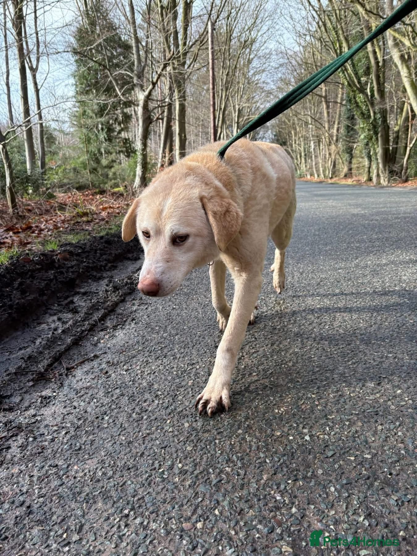 Ralph - Norwich Norfolk photo 12