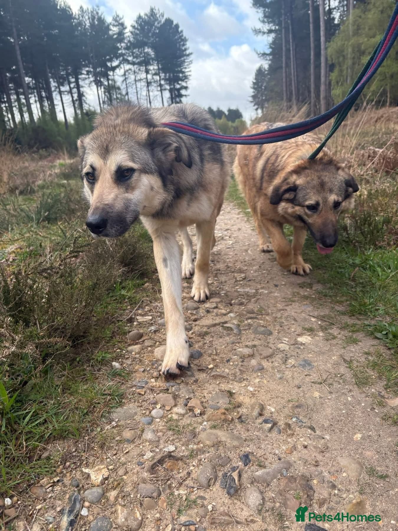 Molly - Norwich Norfolk photo 5