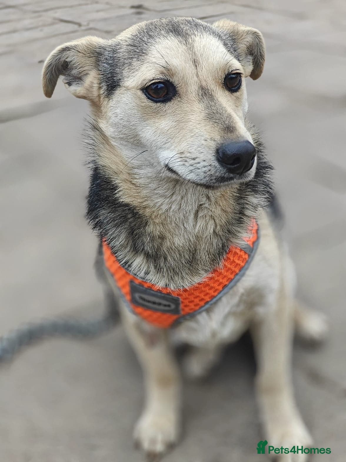 ️🐶 maree photo 10