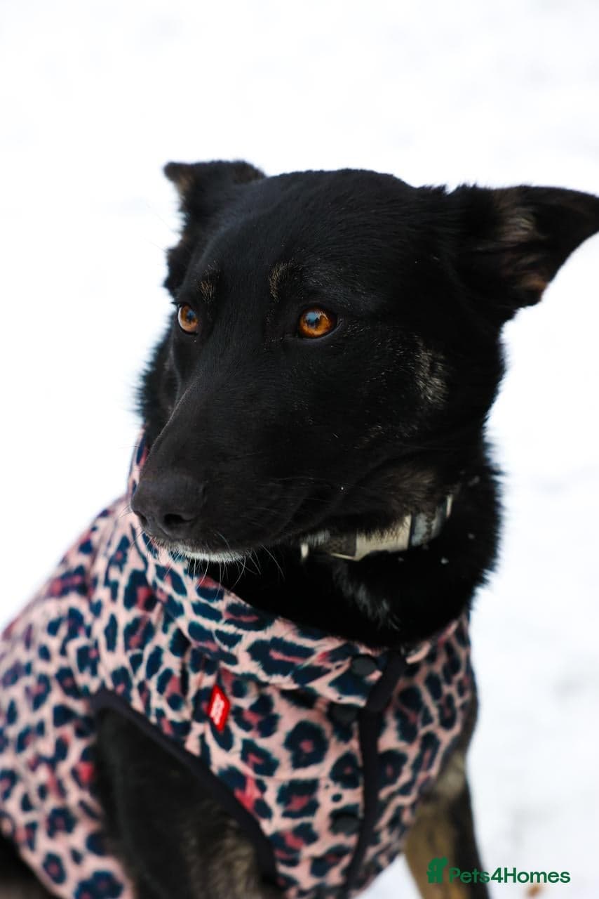 ️MILLA❤️11 month, calm, thoughtful girl photo 4