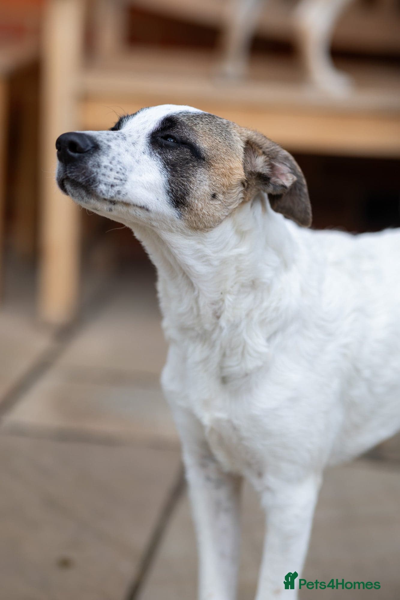 Petit Poppy photo 11