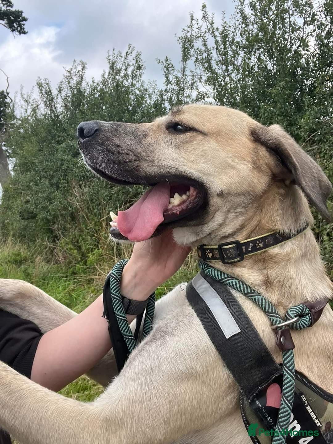 Meet Ziggy, currently residing in Cheshire photo 8