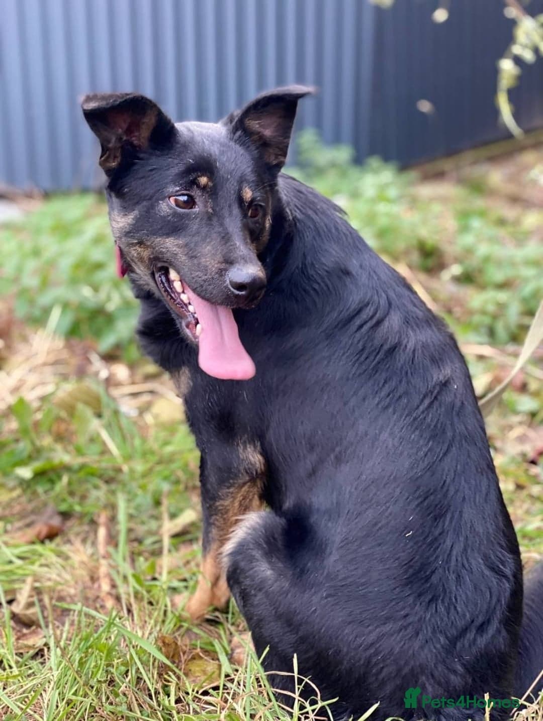 ️ROSIE❤️2.5 yo low-medium friendly loving girl photo 4