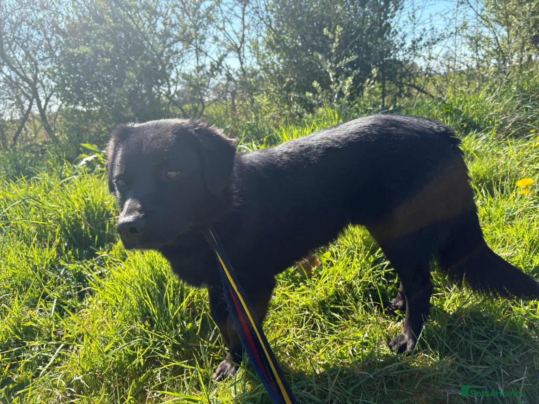 Dante - Norwich Norfolk — Mixed Breed