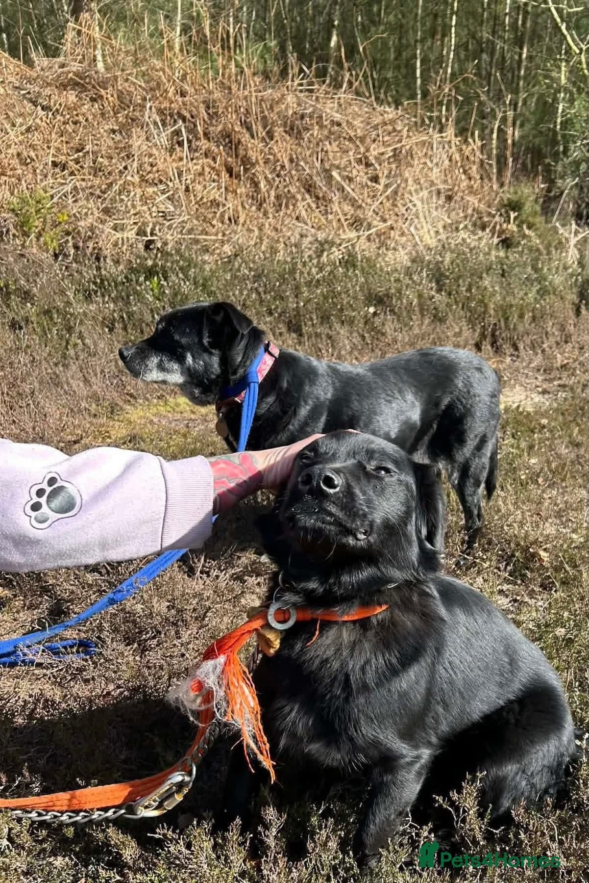 Dante - Norwich Norfolk photo 7