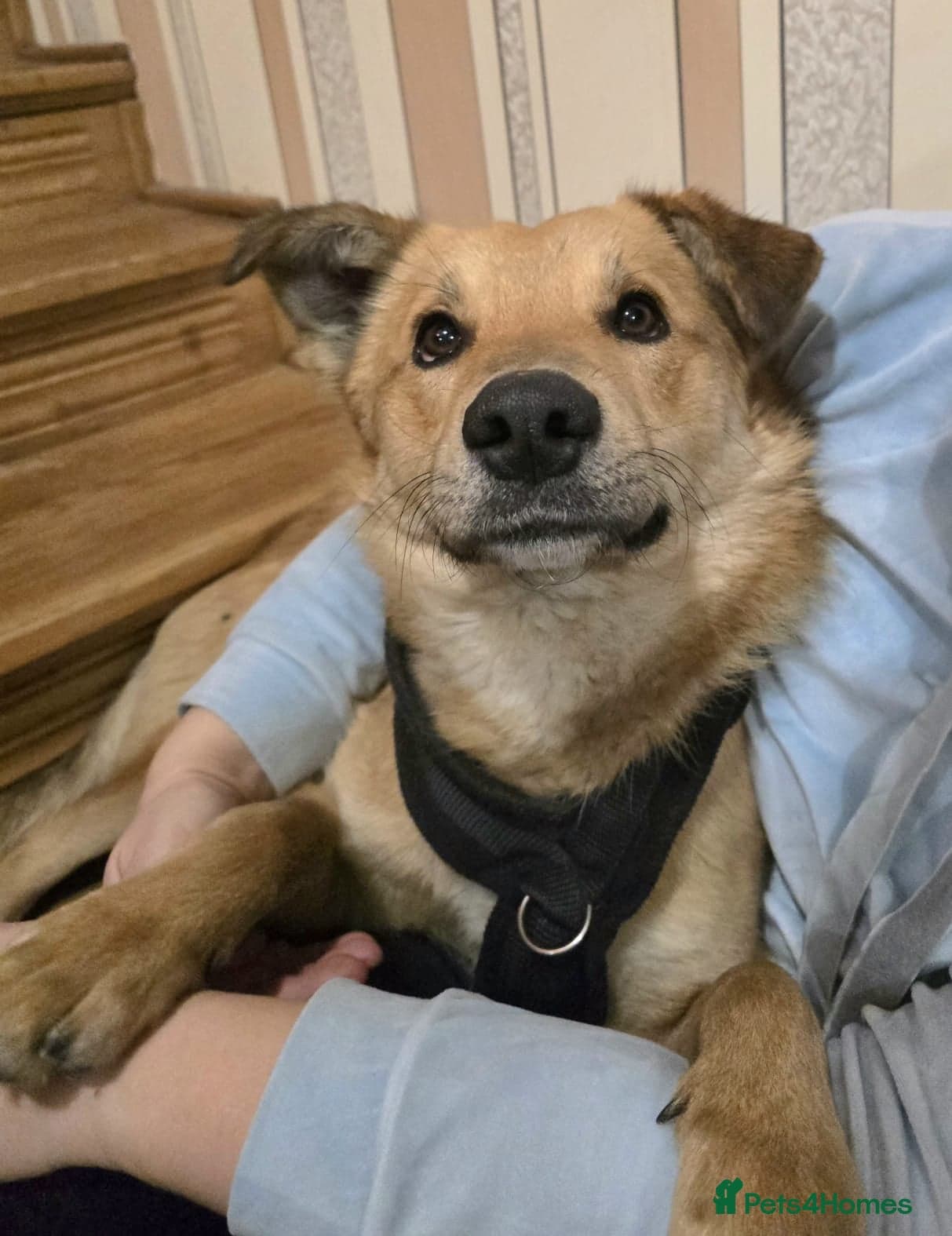 Cactus (yanik) photo 5