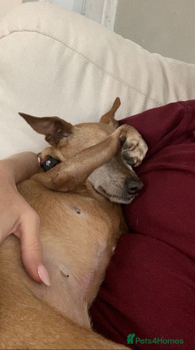 Our pensioner miniature pinscher — Miniature Pinscher