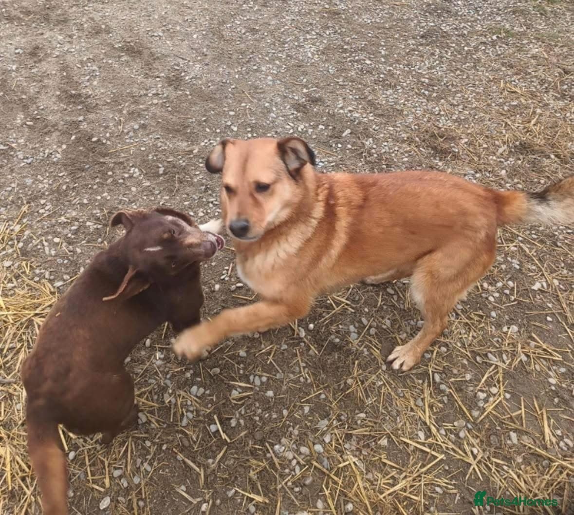 India - Norwich Norfolk photo 17