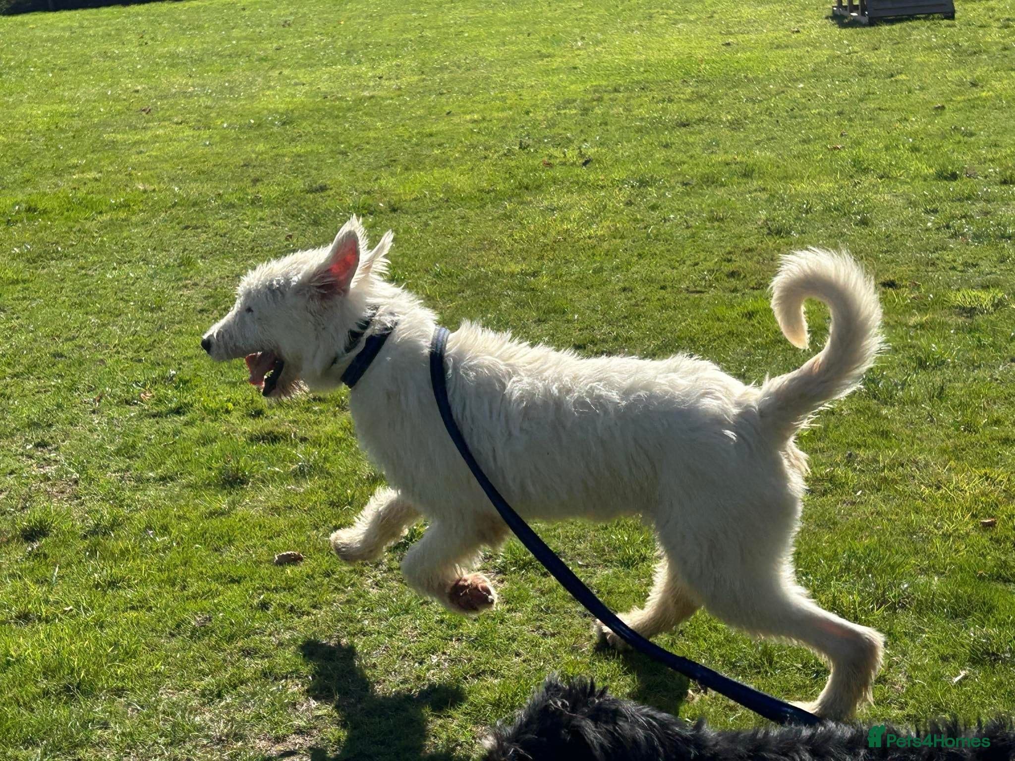 Peter - Norwich Norfolk photo 23