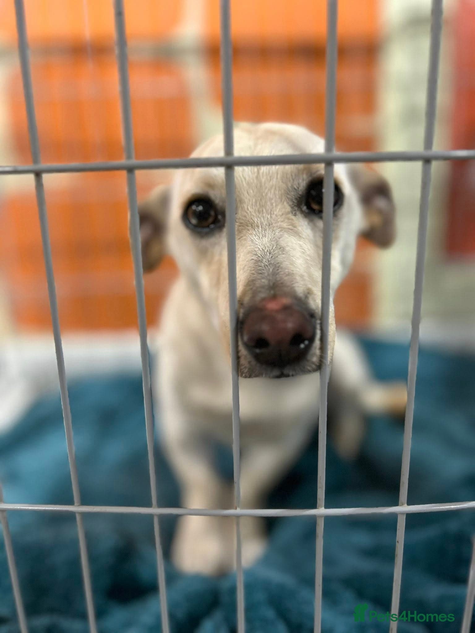 Bobby - In Ayr photo 5