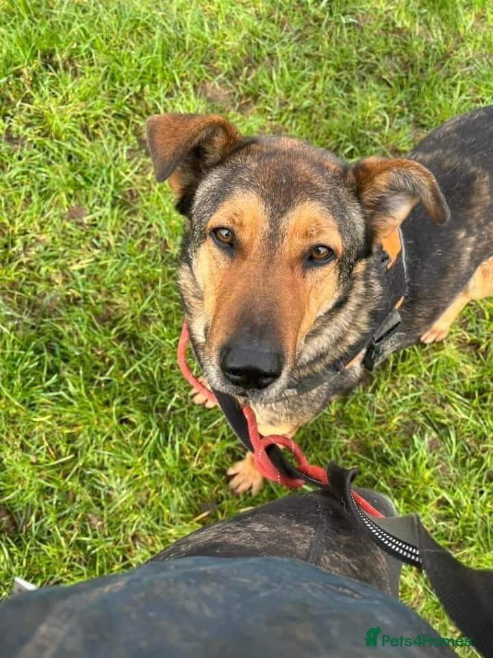 Meet Kobi, currently residing in Cheshire photo 12