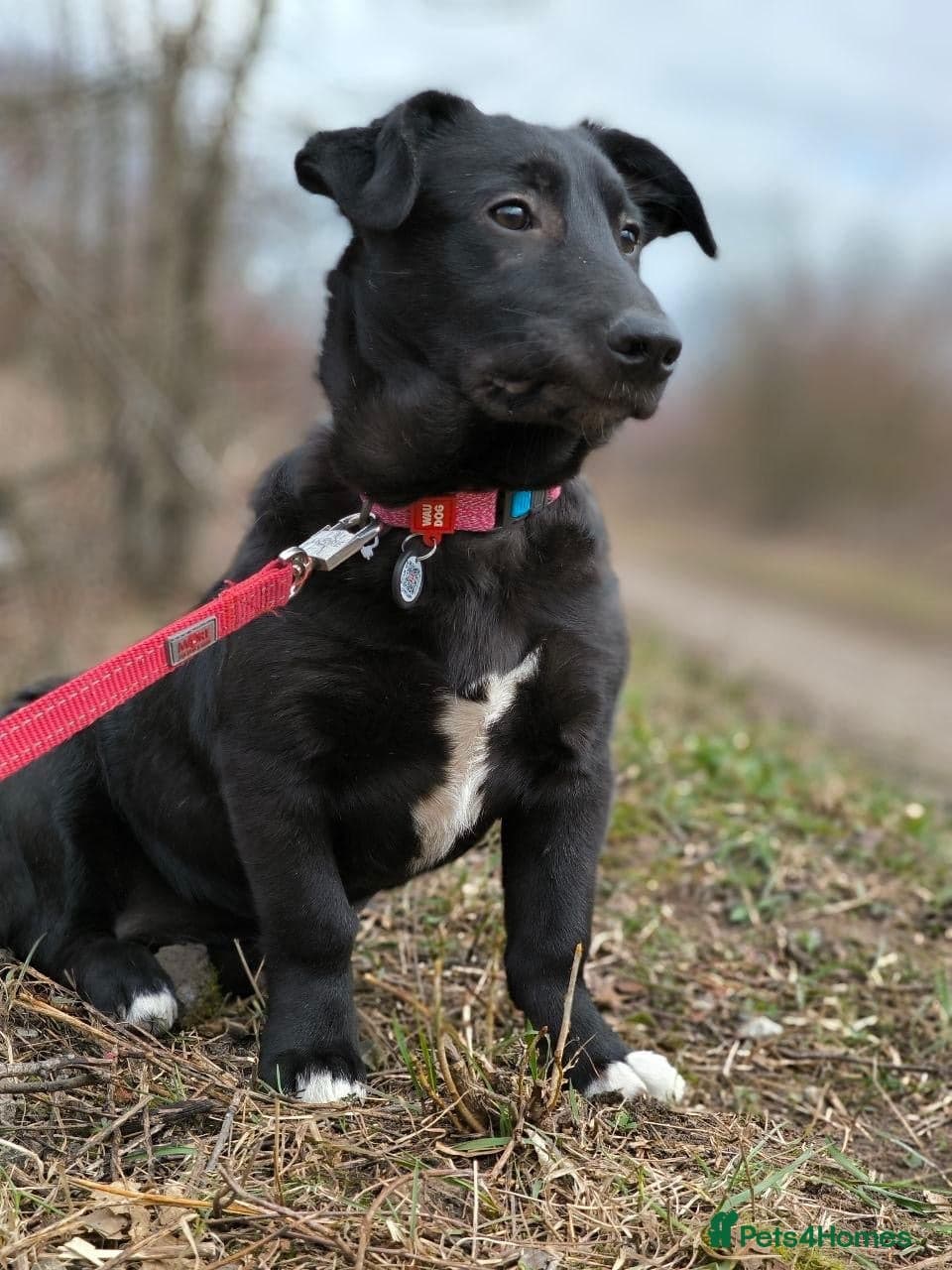 ️🐶 masha photo 17