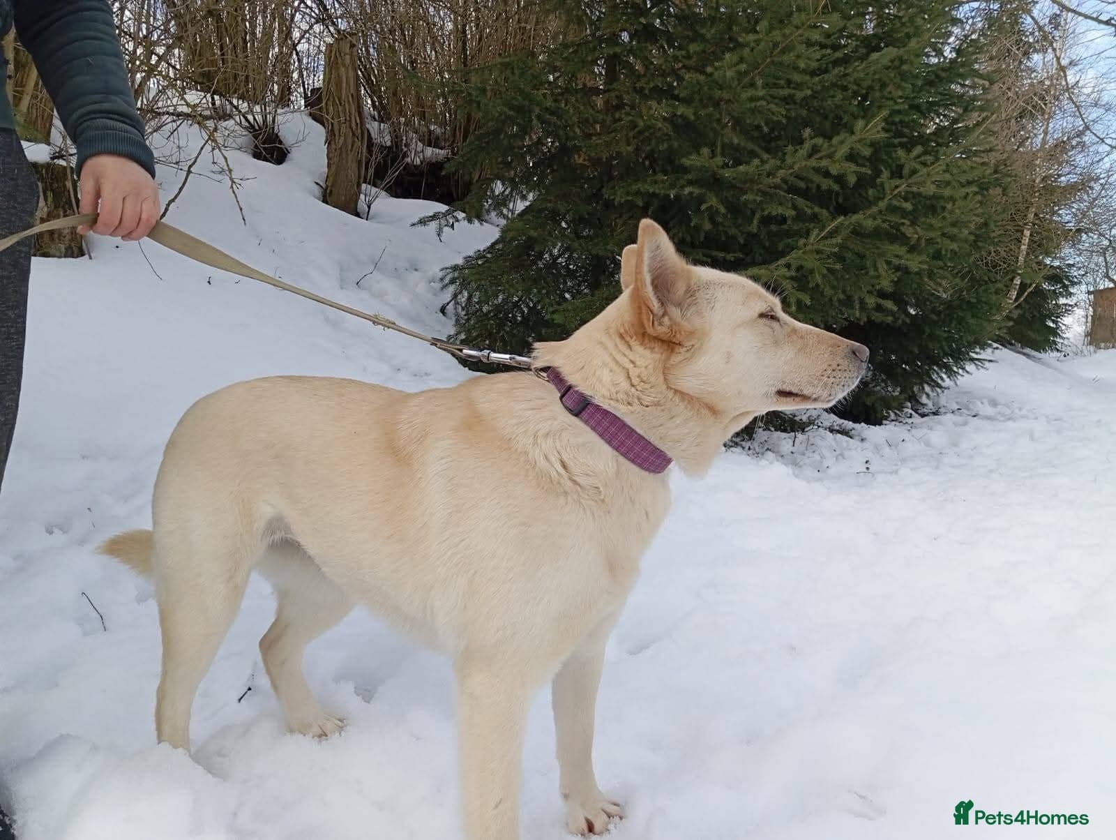 ️🐶 milady photo 12