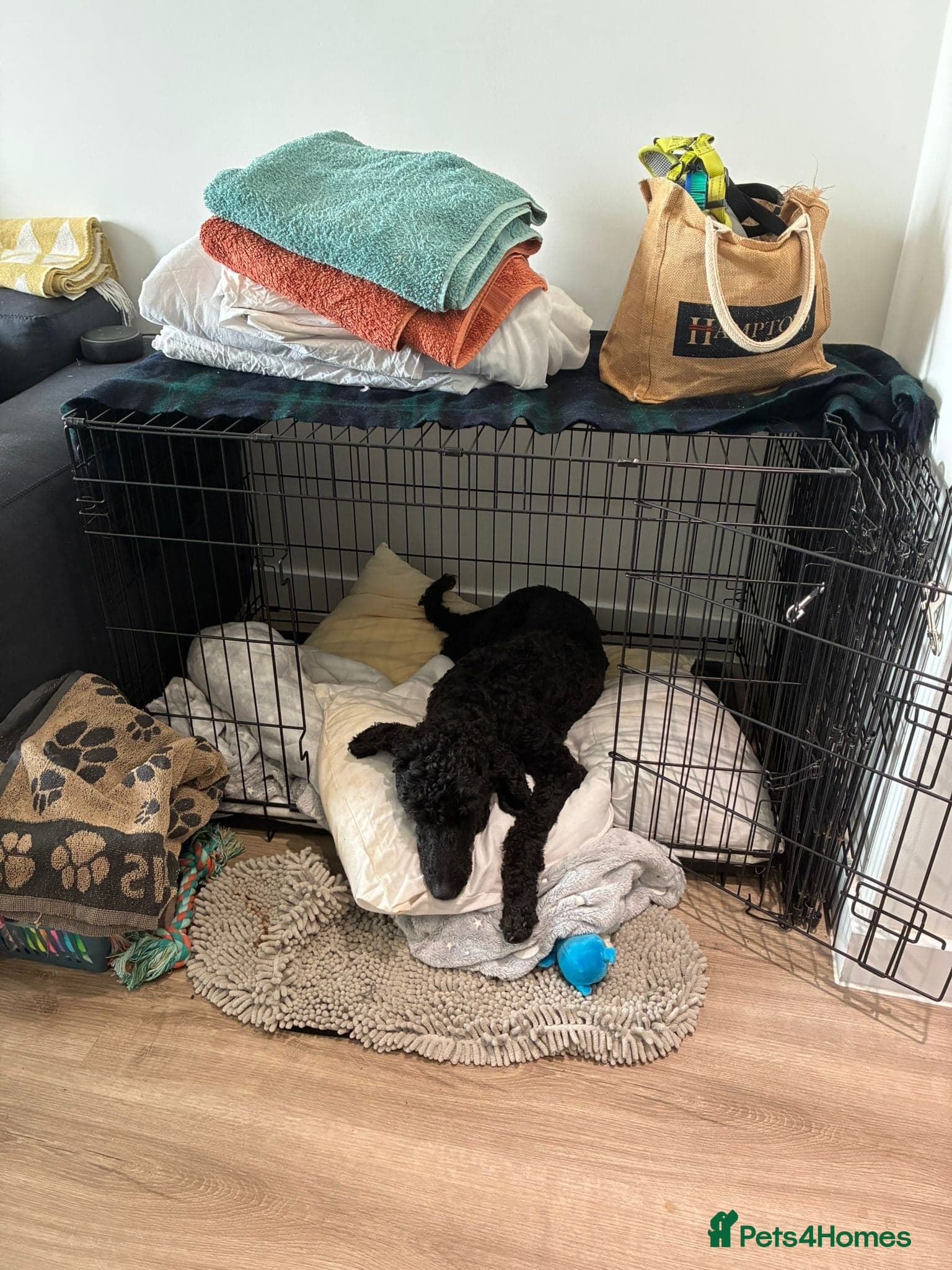 ️🐶 charlie photo 11