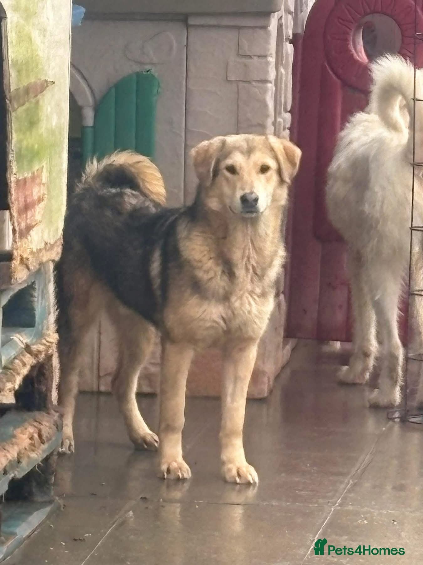 Neddy - Norwich Norfolk photo 2