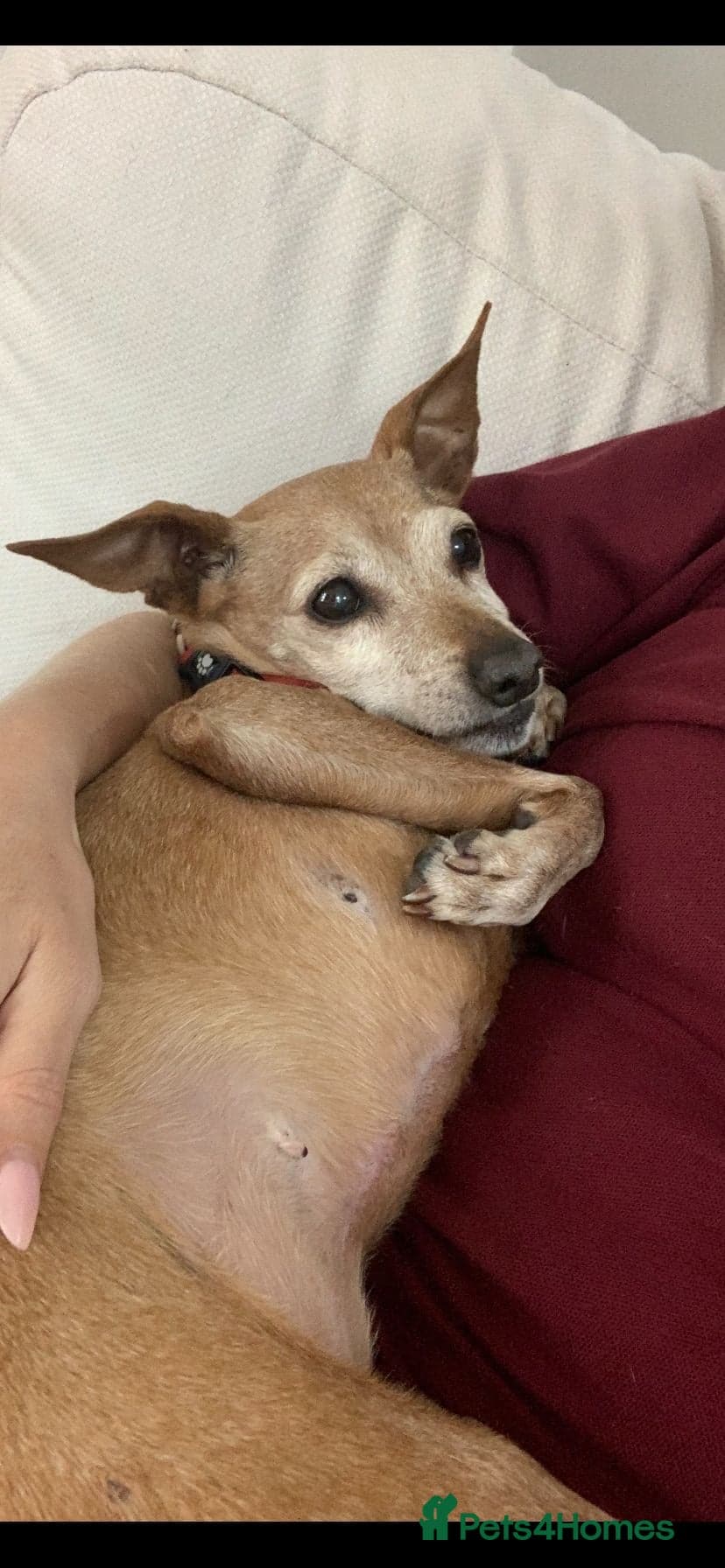 Our pensioner miniature pinscher photo 2