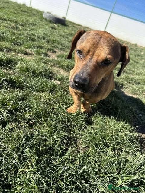 Rescue boy Noodle photo 23