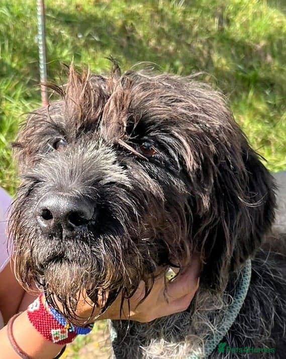 German Wirehaired Pointer Orla photo 3