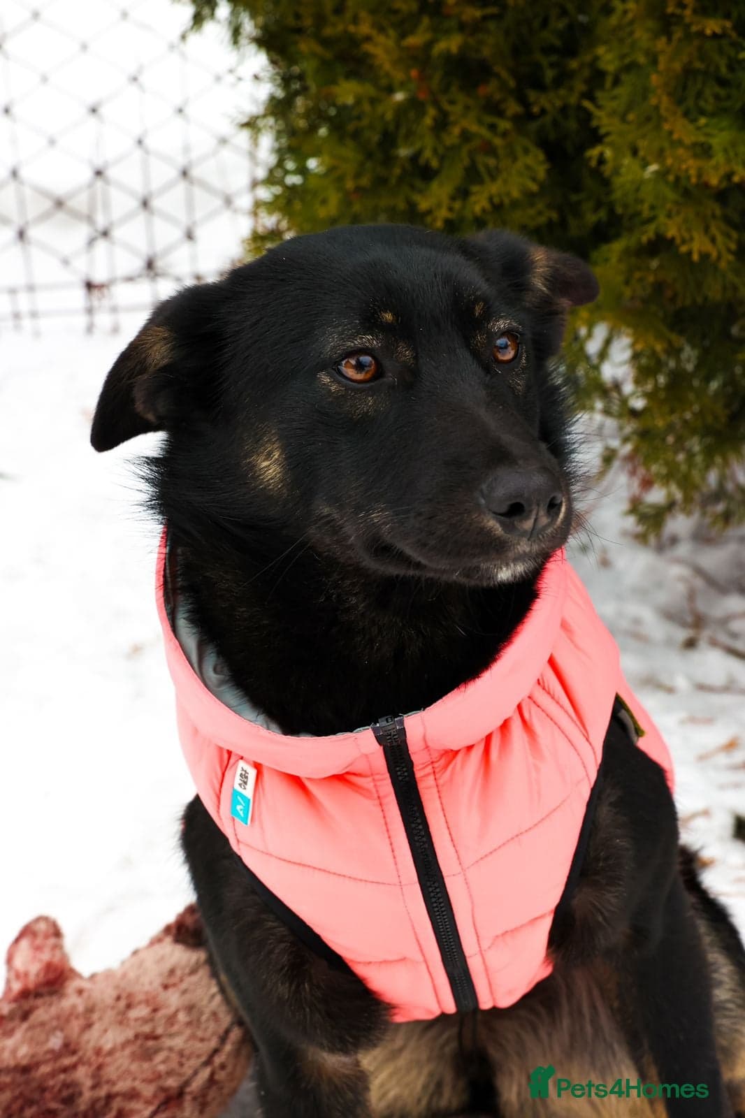 ️ADELE❤️11-month lower-medium soft natured girl — Mixed Breed