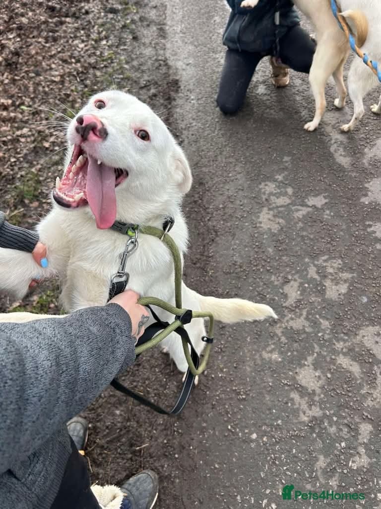 Meet Goose, currently residing in Cheshire photo 3