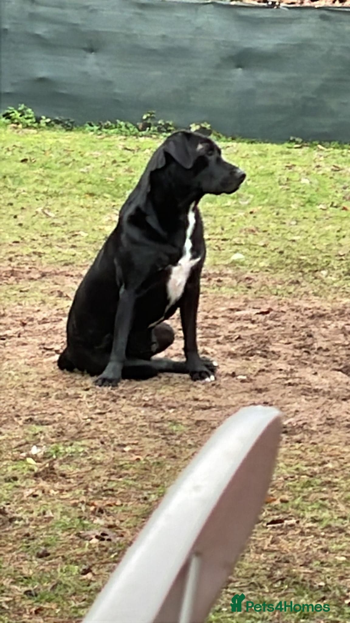 SHEAMUS,URGENT sensitive Soul Labrador Cross photo 4