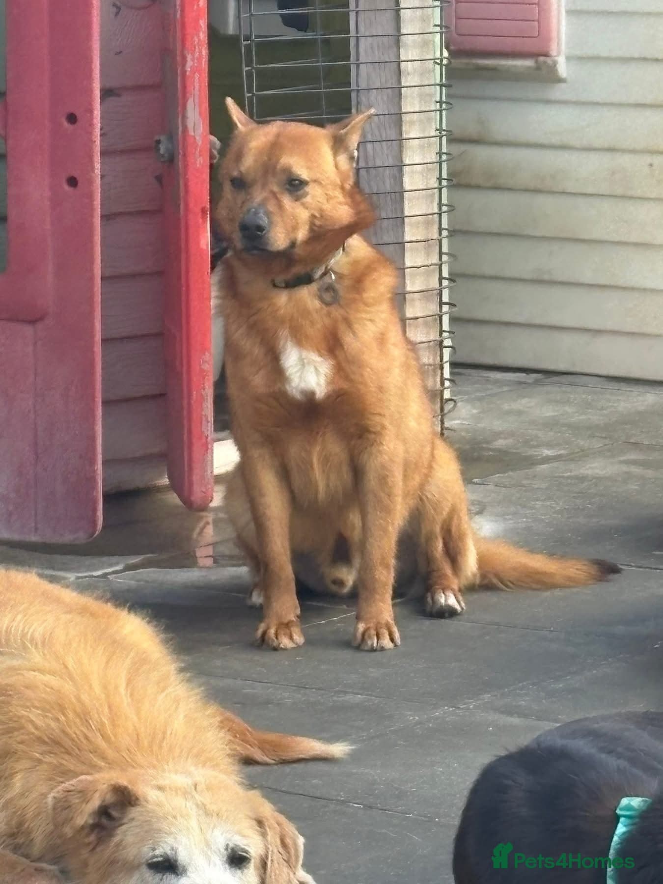 Eli - Norwich Norfolk photo 21