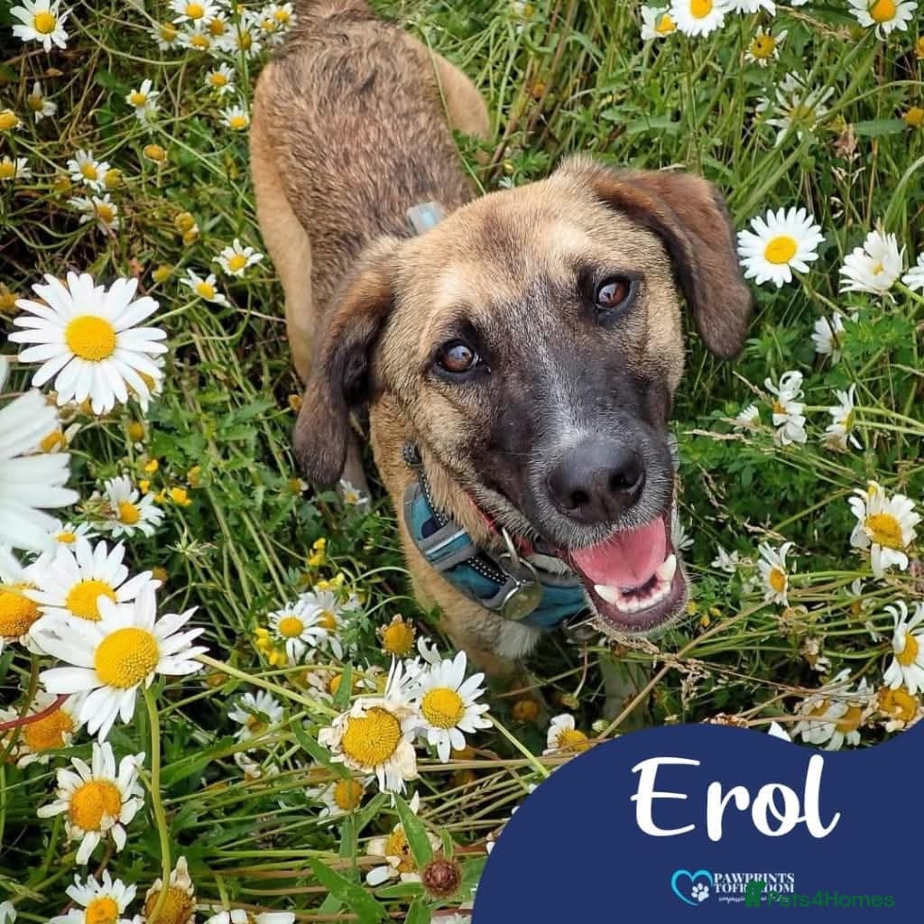 Meet Erol, currently residing in Surrey photo 2