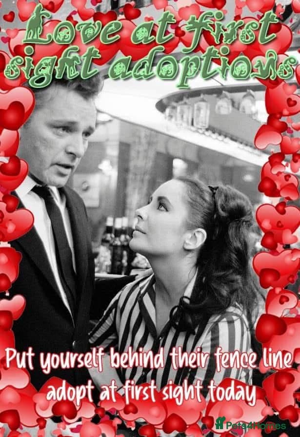 Sven, 1.5 yrs approx.Available for adoption. photo 6