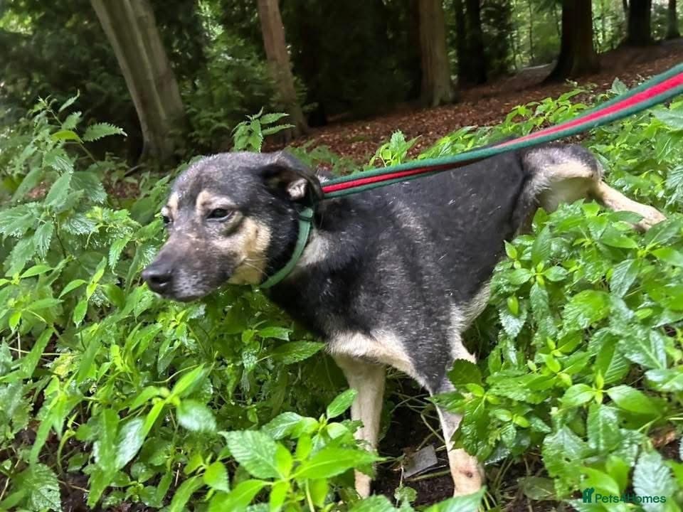 Joey - Norwich Norfolk — Mixed Breed