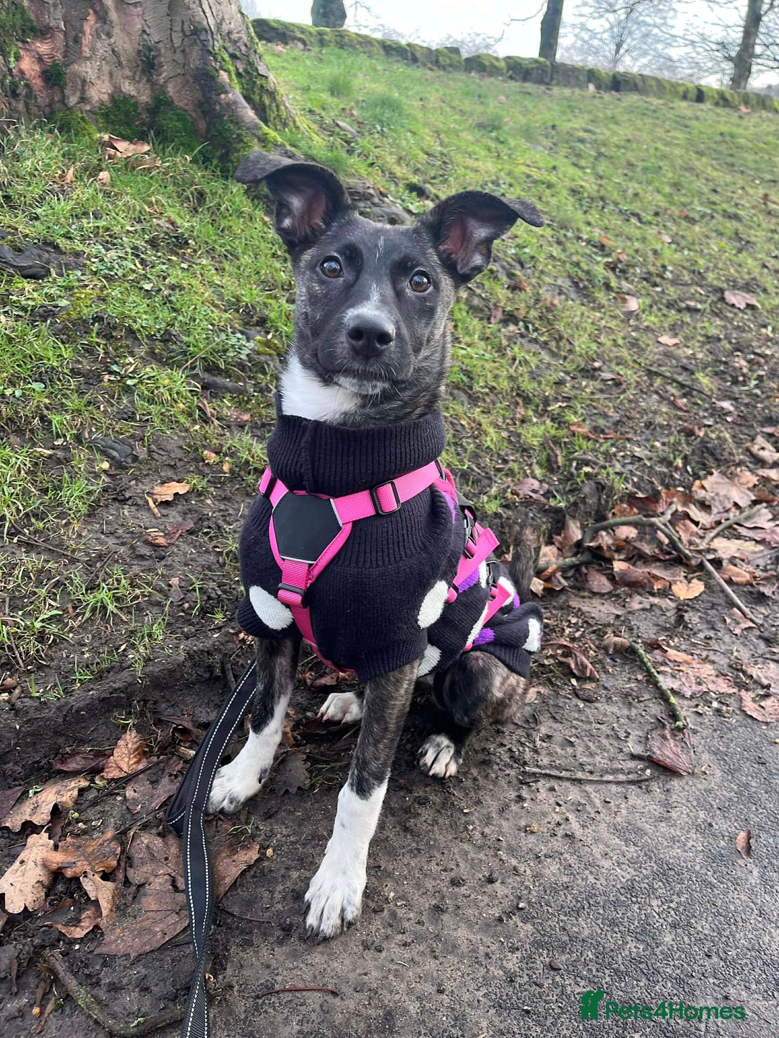 Trusty Tonks — Mixed Breed