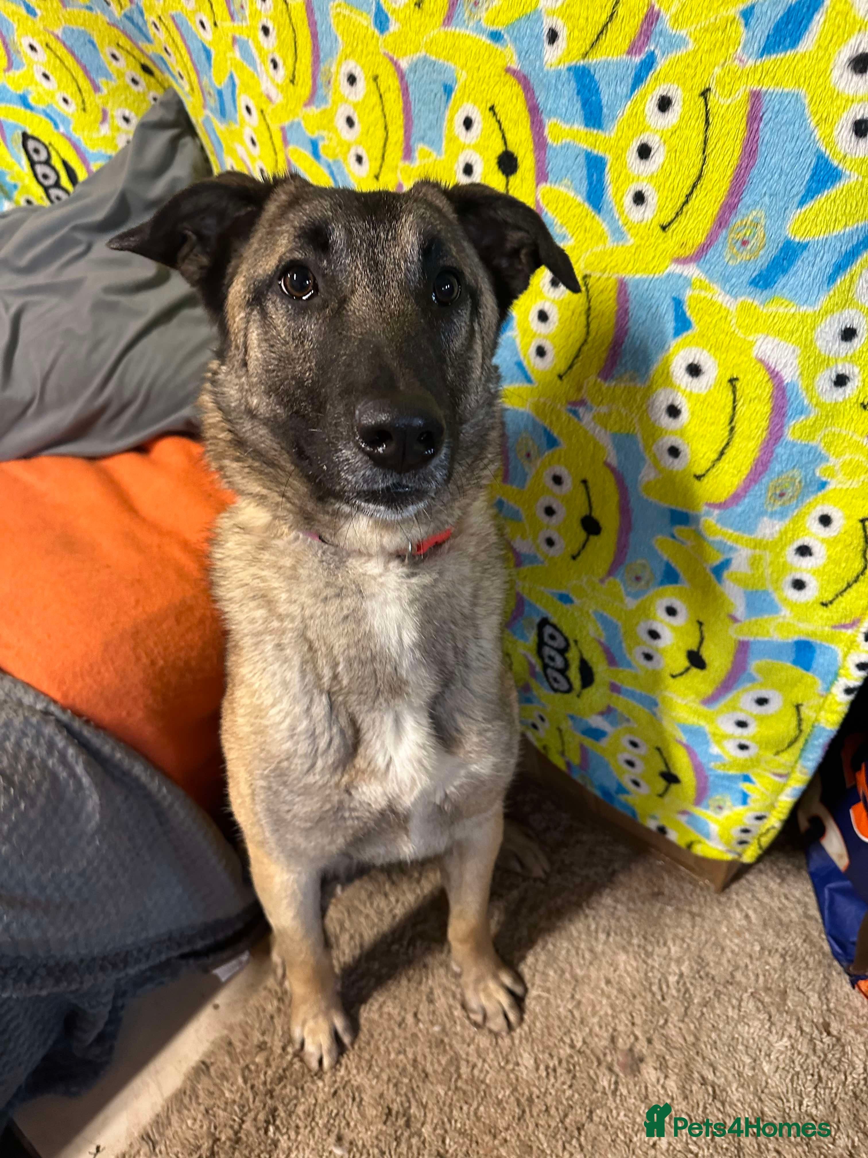 Meet Vera, currently residing in Cheshire photo 22